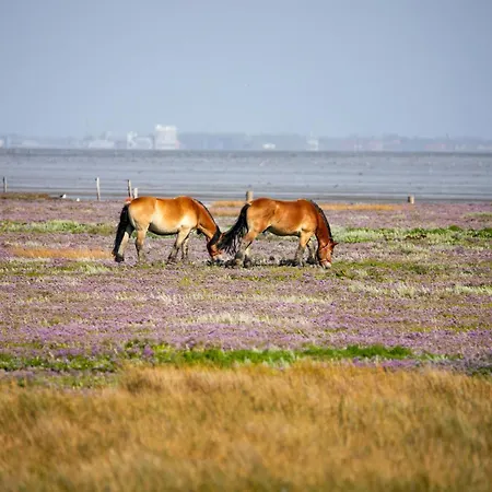 Appartementhaus Bracht - Strandperle *